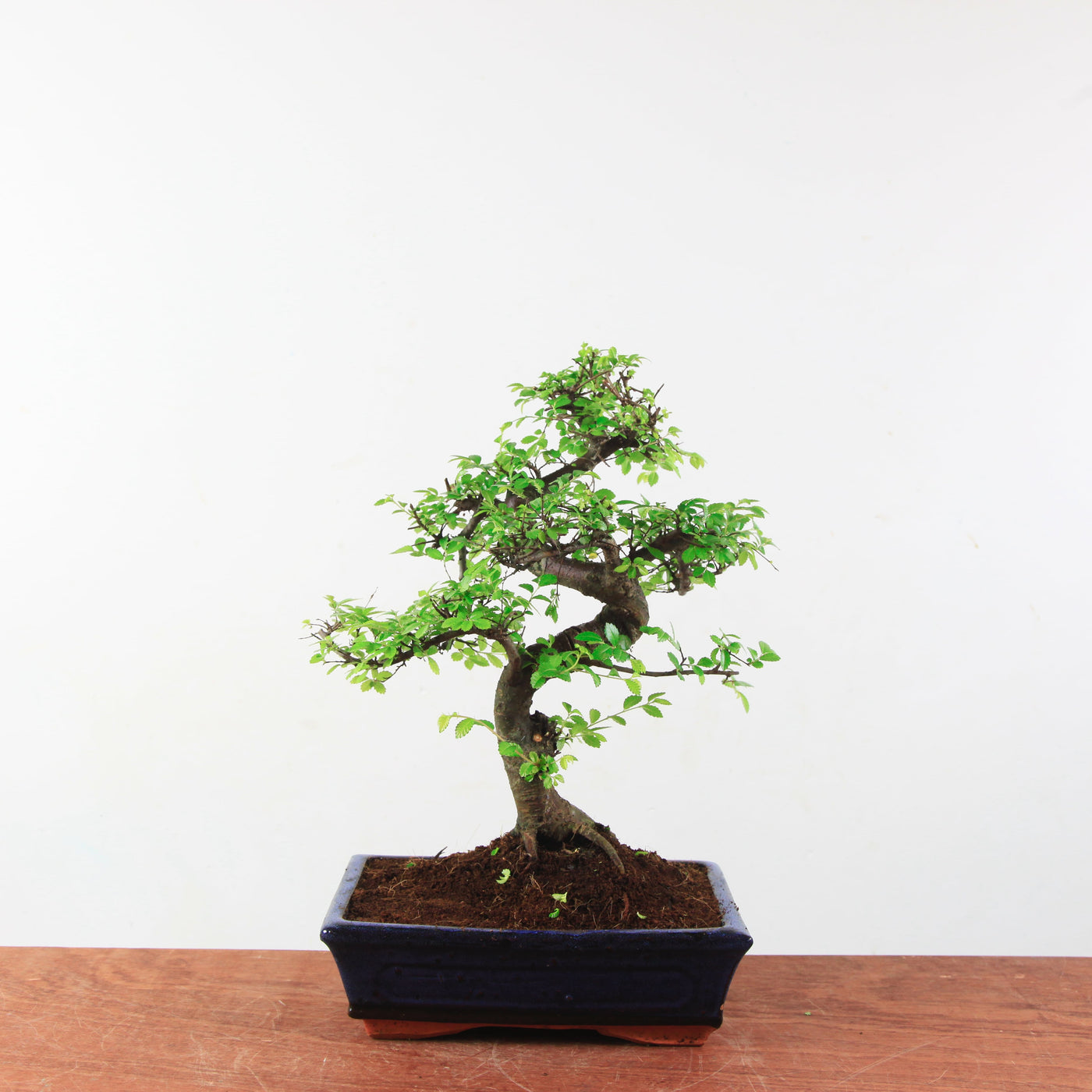Bonsai Ulmus Parvifolia 'Chinese iep'