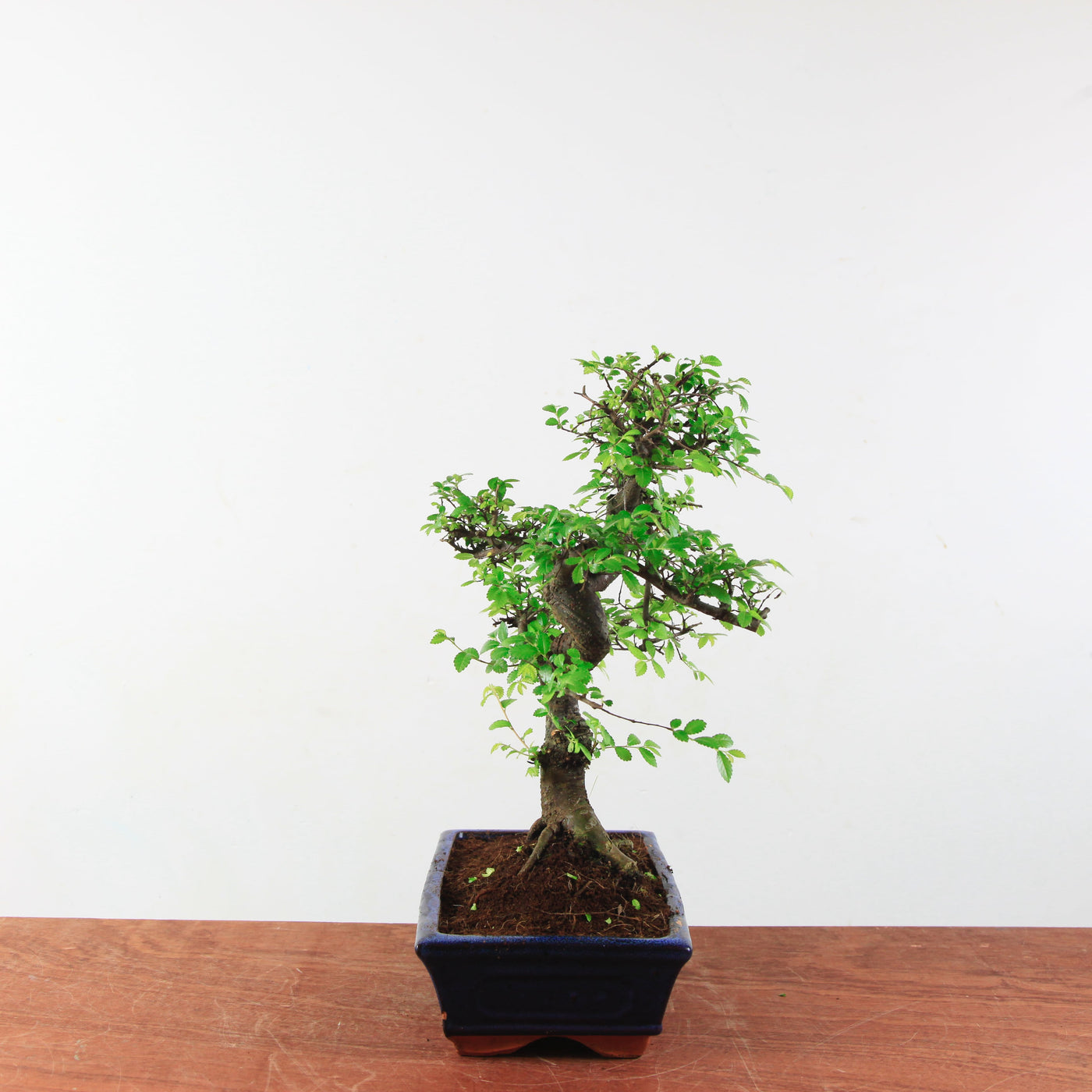 Bonsai Ulmus Parvifolia 'Chinese iep'