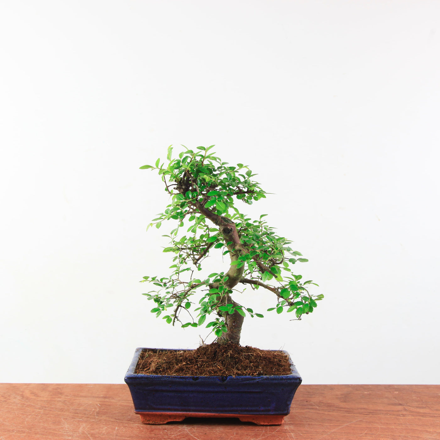 Bonsai Ulmus Parvifolia 'Chinese iep'