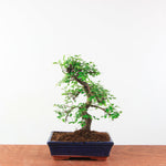 Bonsai Ulmus Parvifolia 'Chinese iep'