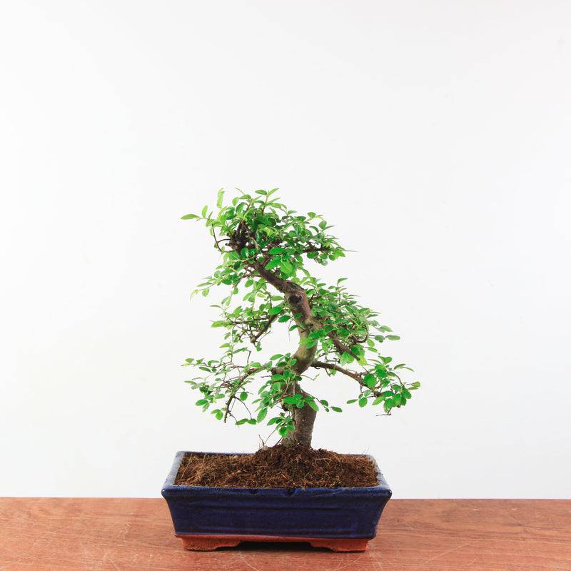 Bonsai Ulmus Parvifolia 'Chinese iep'