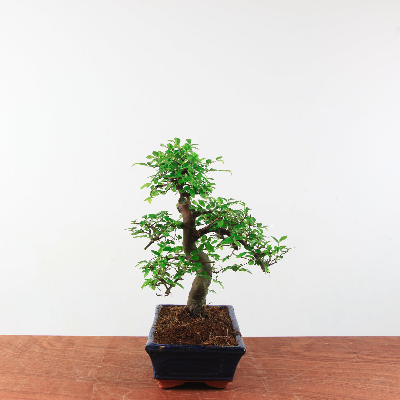 Bonsai Ulmus Parvifolia 'Chinese iep'
