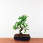 Bonsai Ulmus Parvifolia 'Chinese iep'