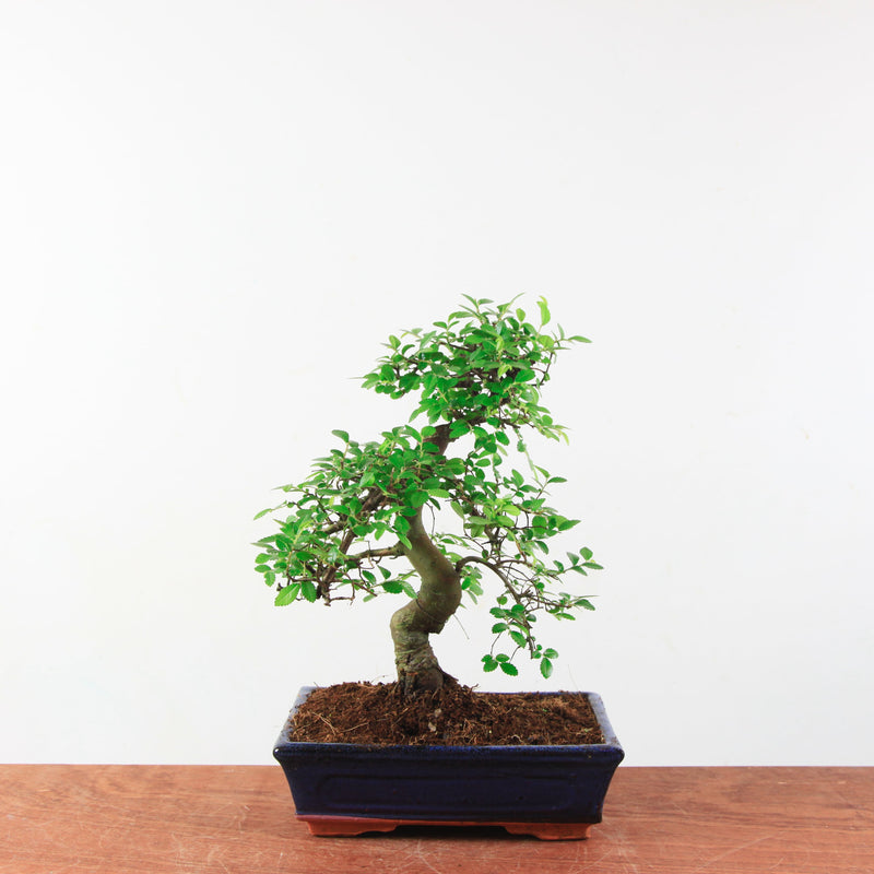Bonsai Ulmus Parvifolia 'Chinese iep'