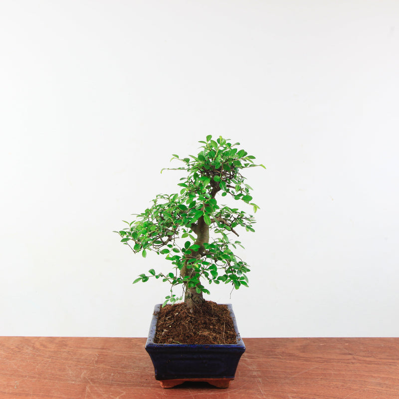 Bonsai Ulmus Parvifolia 'Chinese iep'
