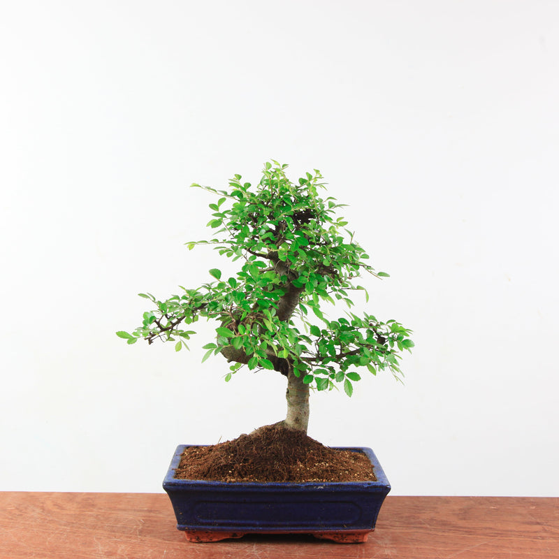 Bonsai Ulmus Parvifolia 'Chinese iep'