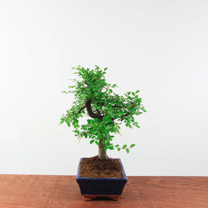 Bonsai Ulmus Parvifolia 'Chinese iep'