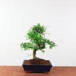 Bonsai Ulmus Parvifolia 'Chinese iep'