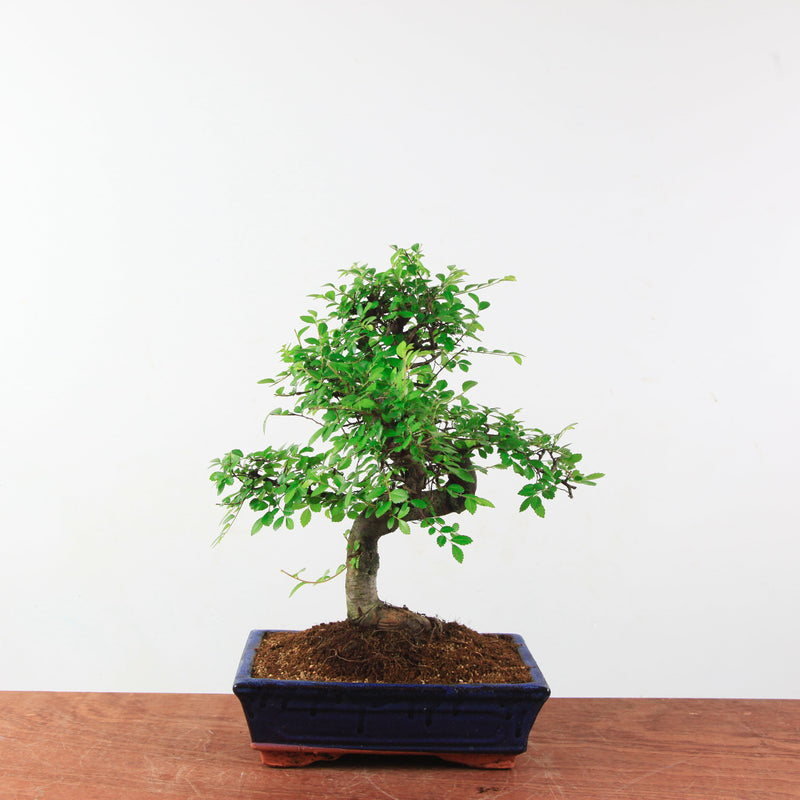 Bonsai Ulmus Parvifolia 'Chinese iep'