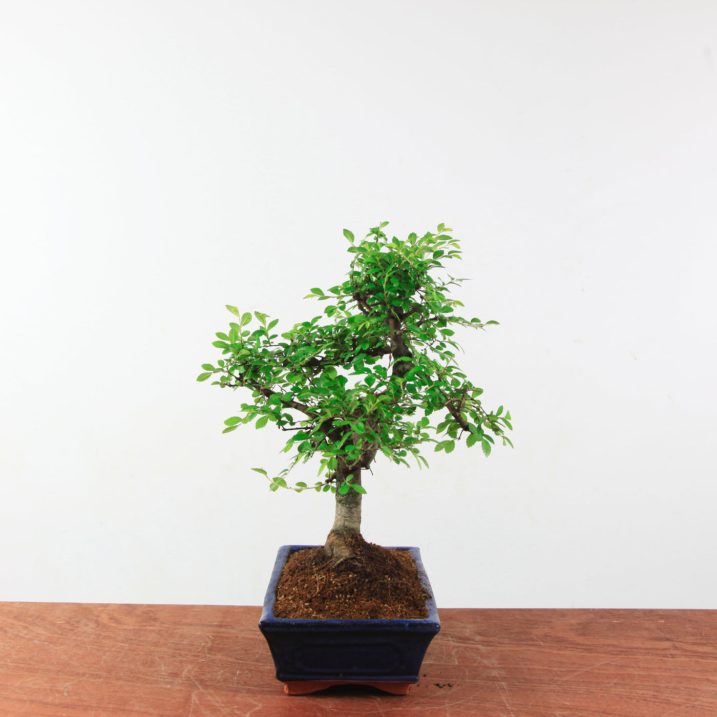 Bonsai Ulmus Parvifolia 'Chinese iep'