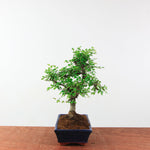 Bonsai Ulmus Parvifolia 'Chinese iep'