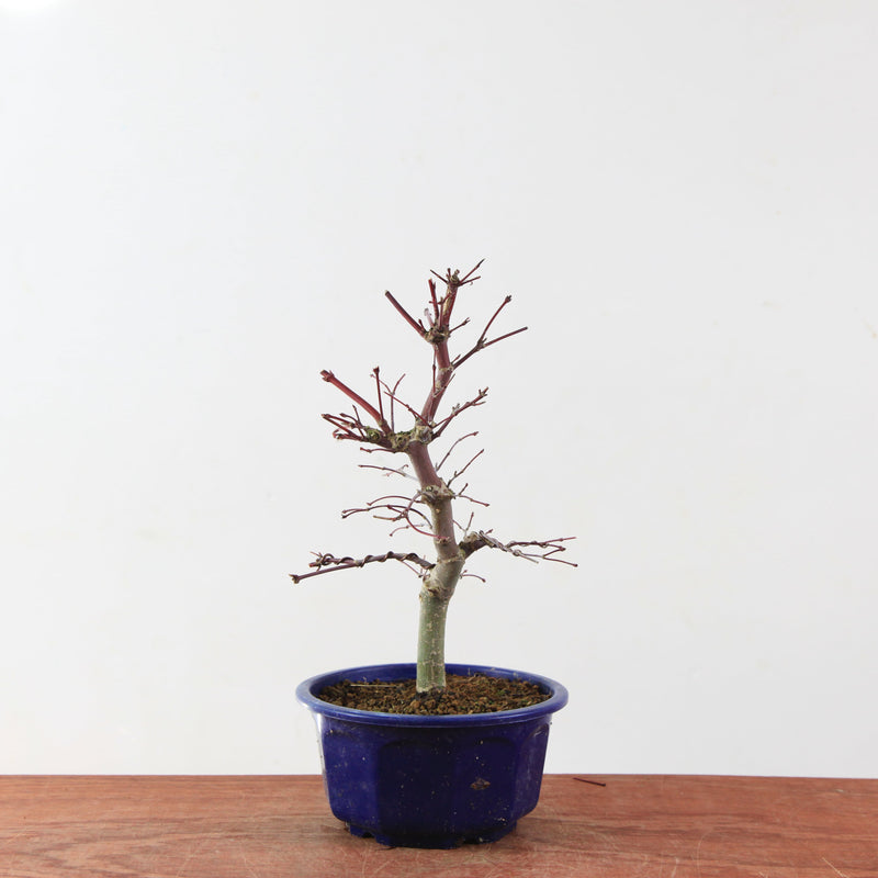 Bonsai Acer Palmatum 'Deshojo'