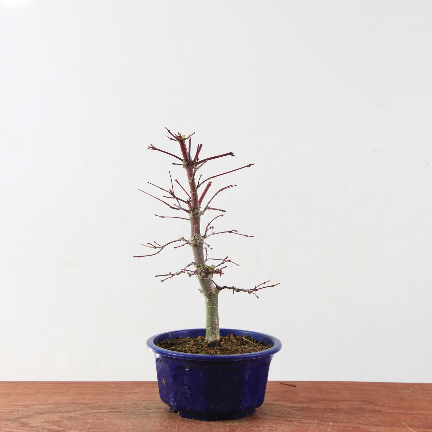 Bonsai Acer Palmatum 'Deshojo'