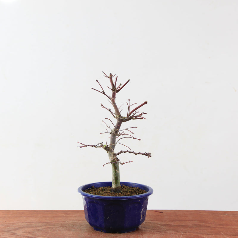 Bonsai Acer Palmatum 'Deshojo'