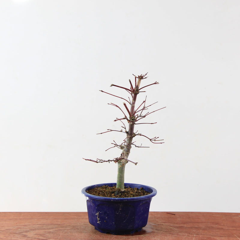 Bonsai Acer Palmatum 'Deshojo'
