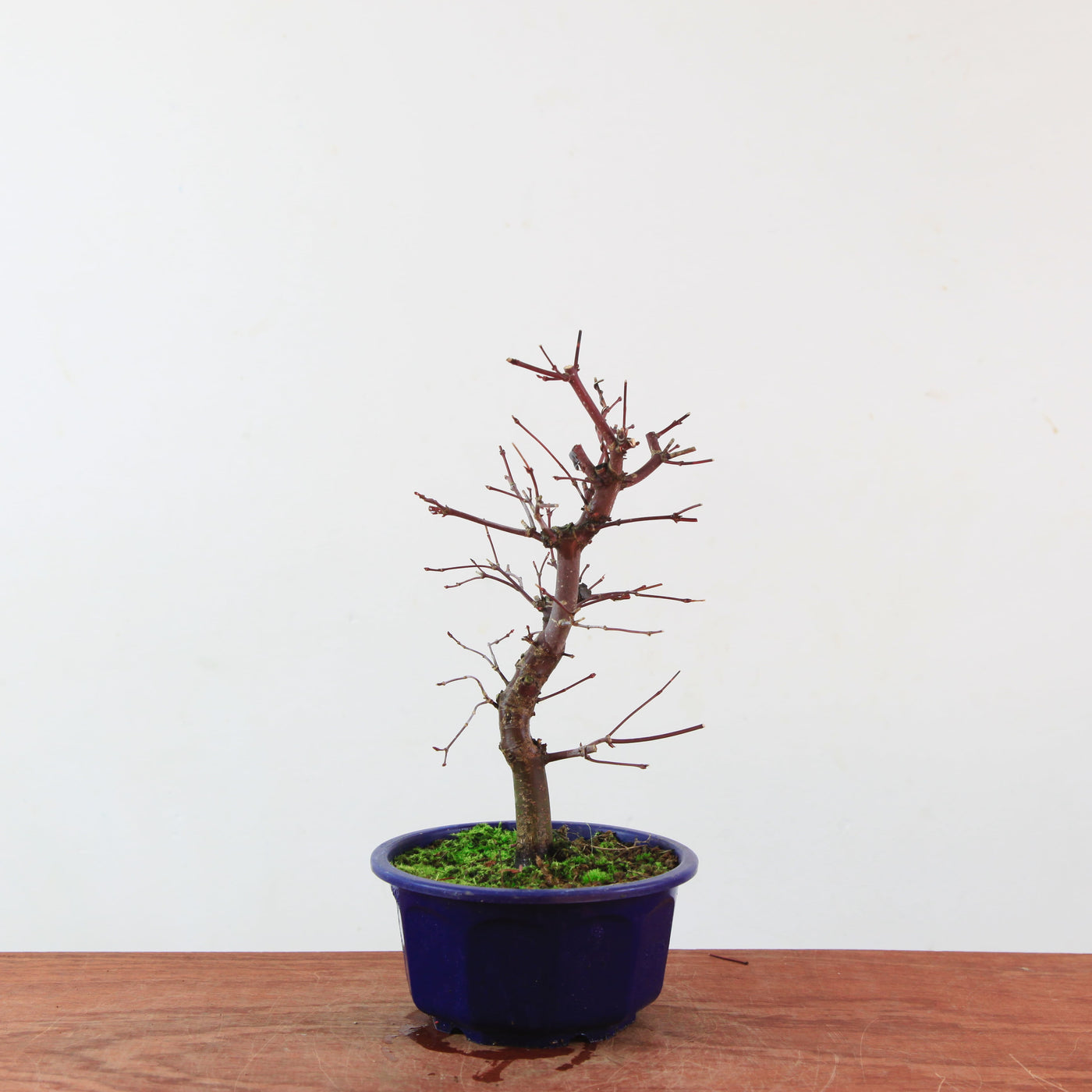 Bonsai Acer Palmatum 'Deshojo'