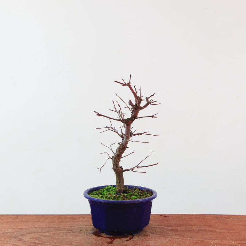 Bonsai Acer Palmatum 'Deshojo'