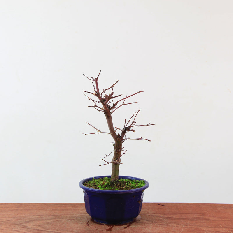 Bonsai Acer Palmatum 'Deshojo'