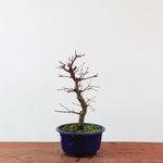 Bonsai Acer Palmatum 'Deshojo'