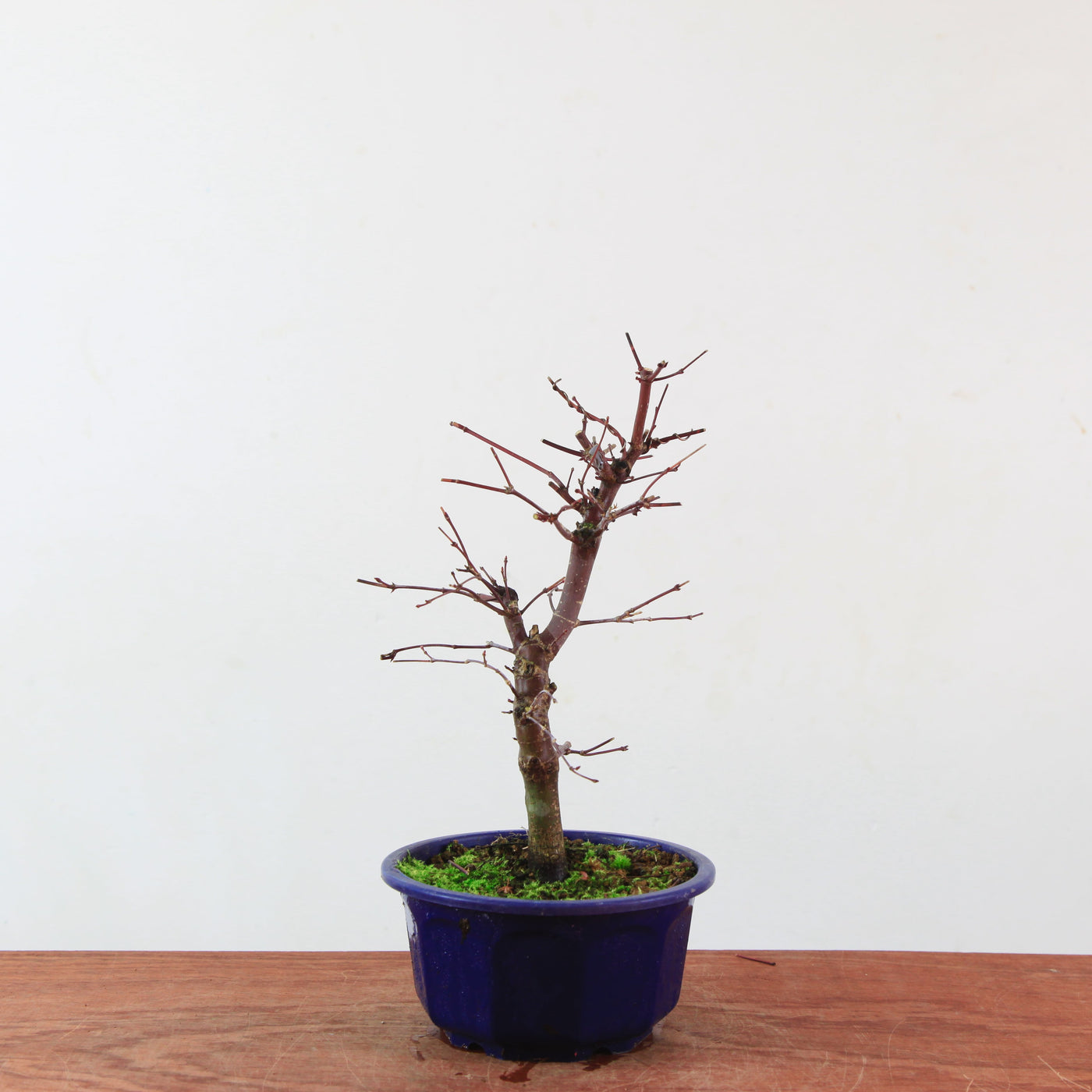 Bonsai Acer Palmatum 'Deshojo'