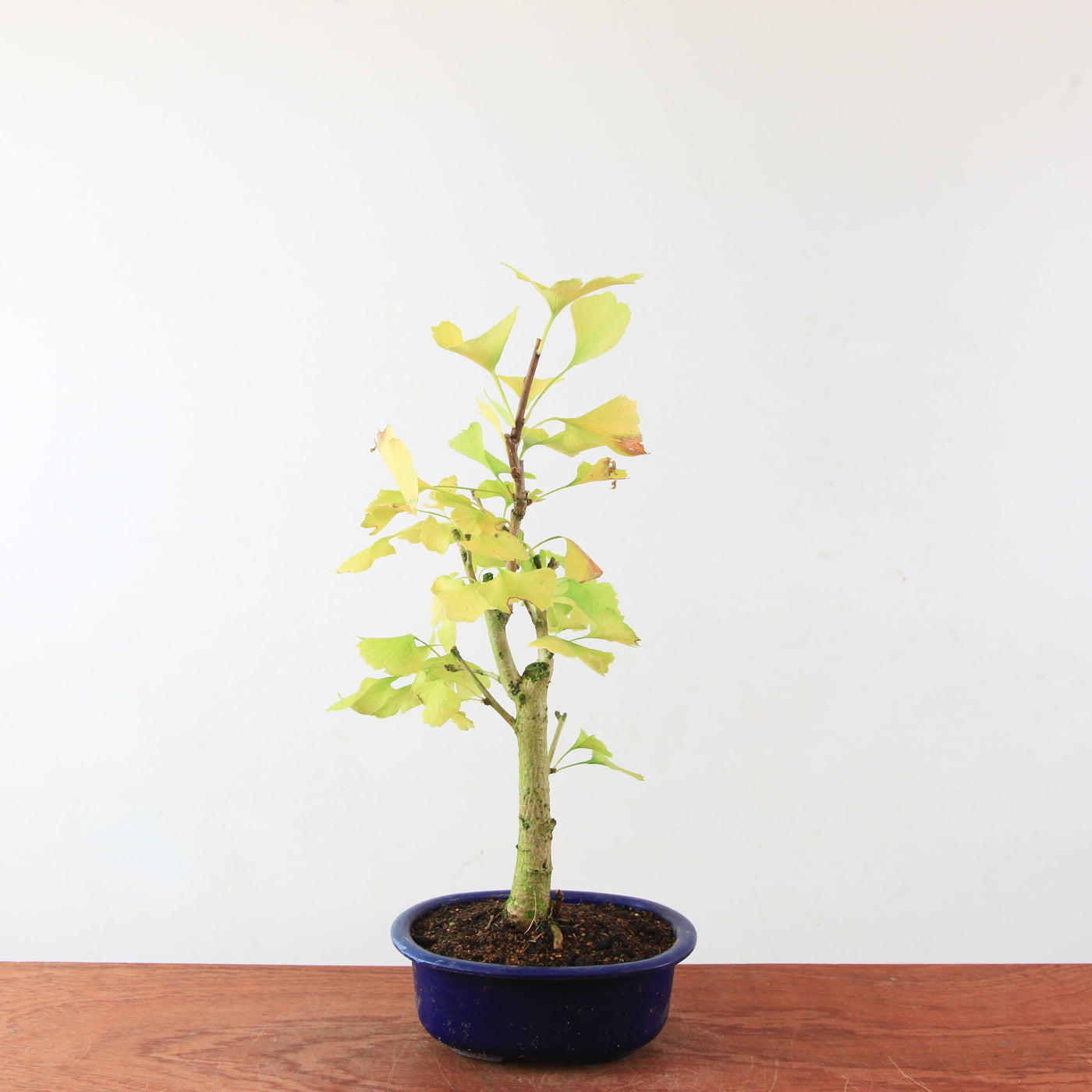 Bonsai Ginkgo Biloba