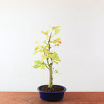 Bonsai Ginkgo Biloba