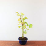 Bonsai Ginkgo Biloba