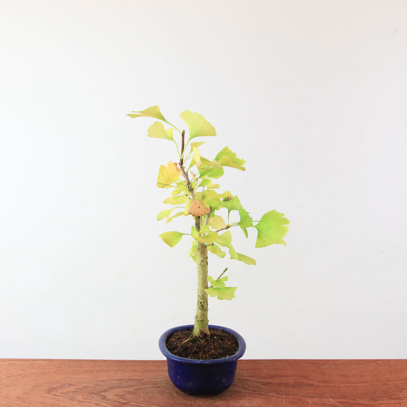 Bonsai Ginkgo Biloba