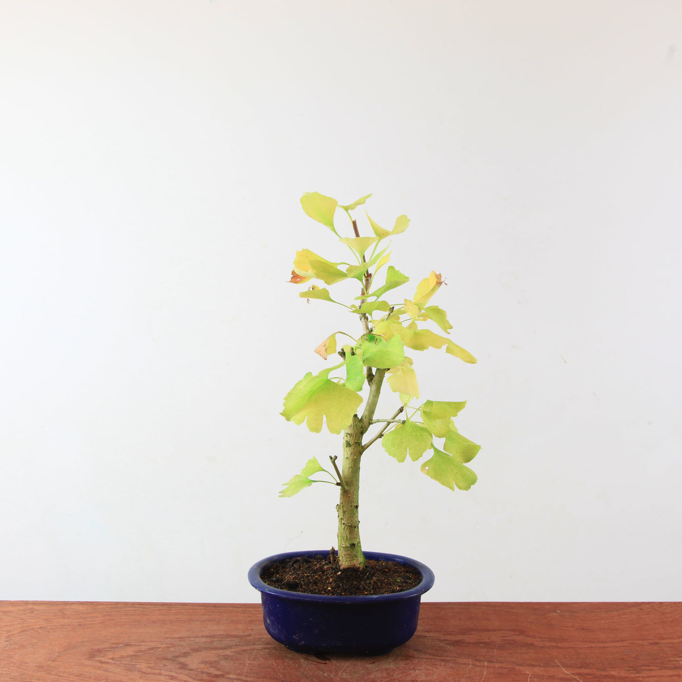Bonsai Ginkgo Biloba