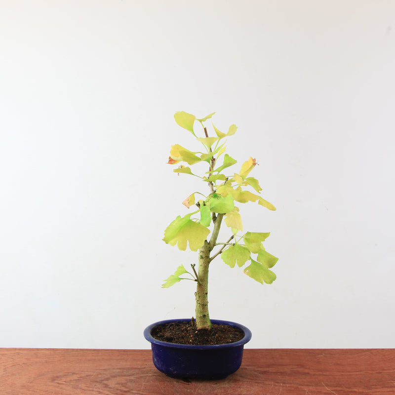 Bonsai Ginkgo Biloba