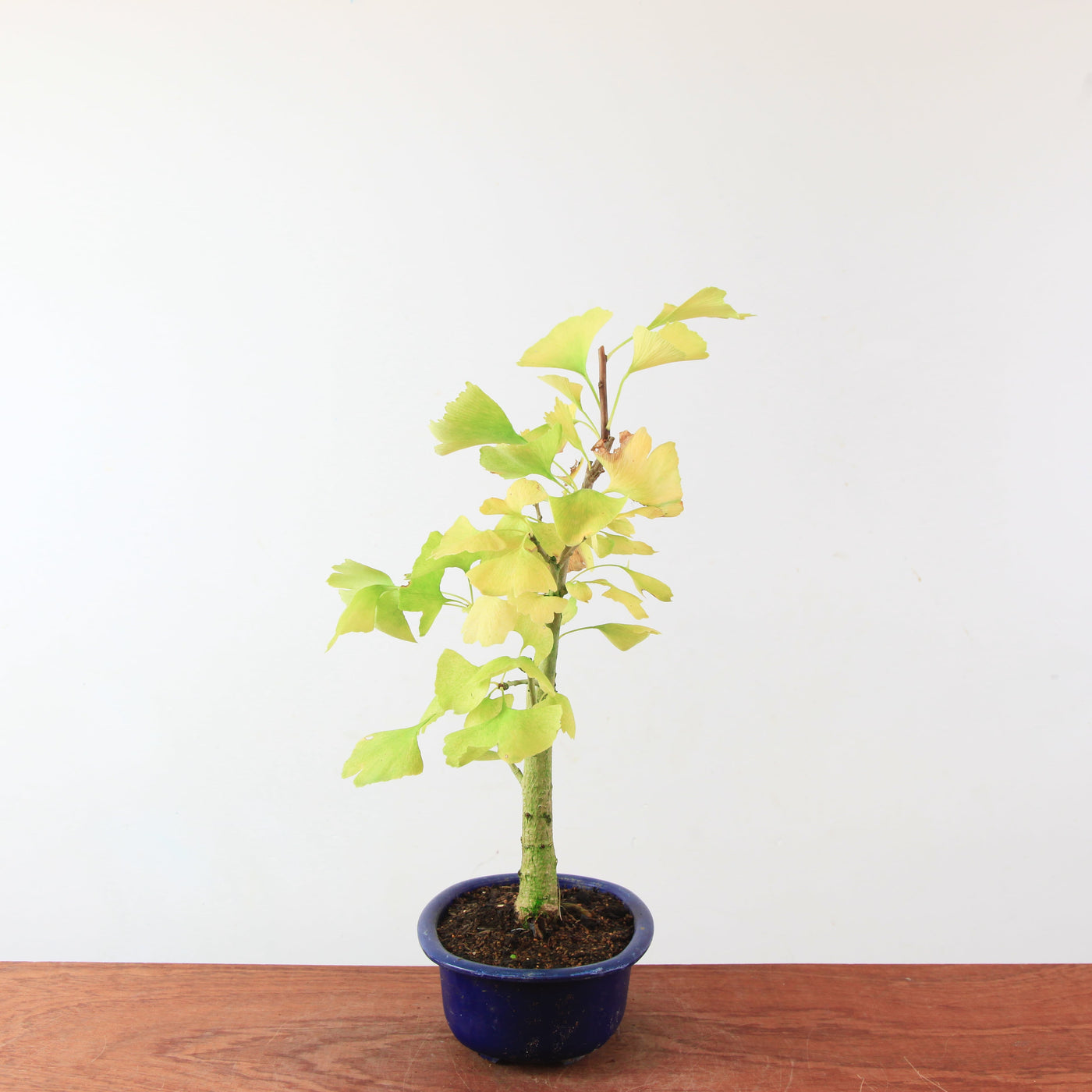 Bonsai Ginkgo Biloba