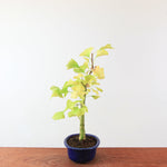 Bonsai Ginkgo Biloba