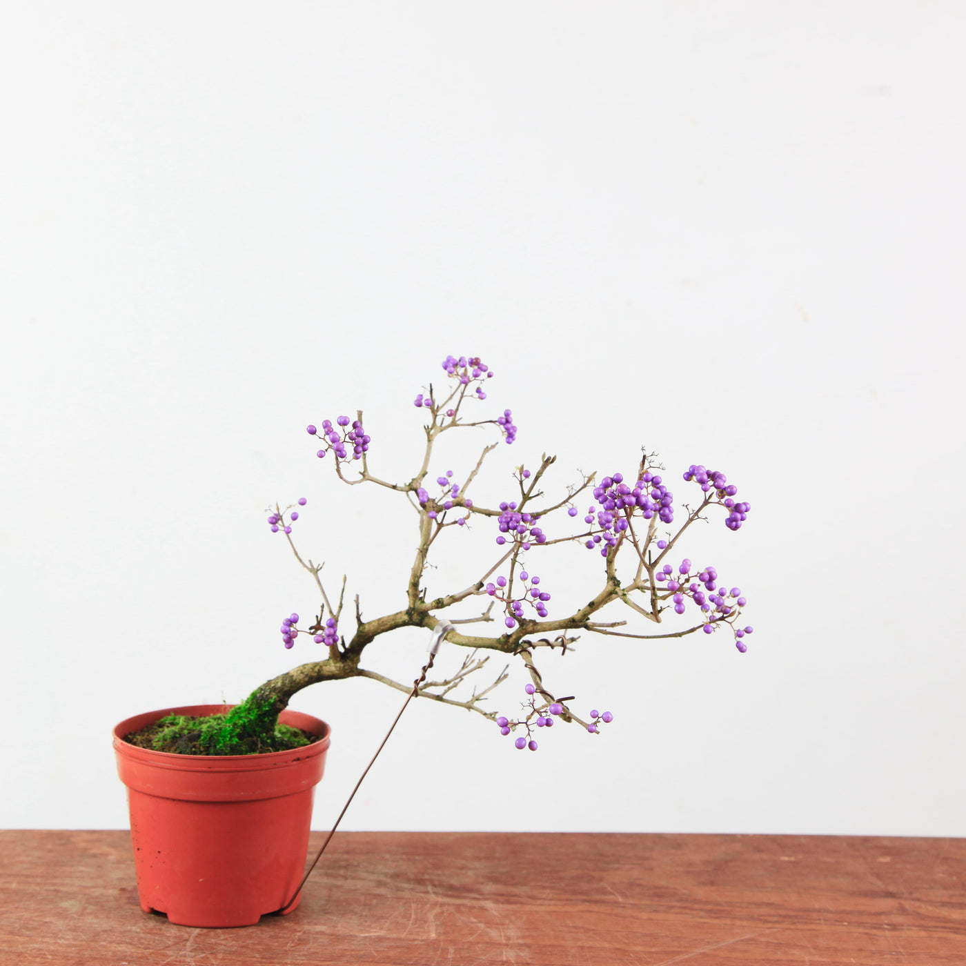 Bonsai Callicarpa Japonica