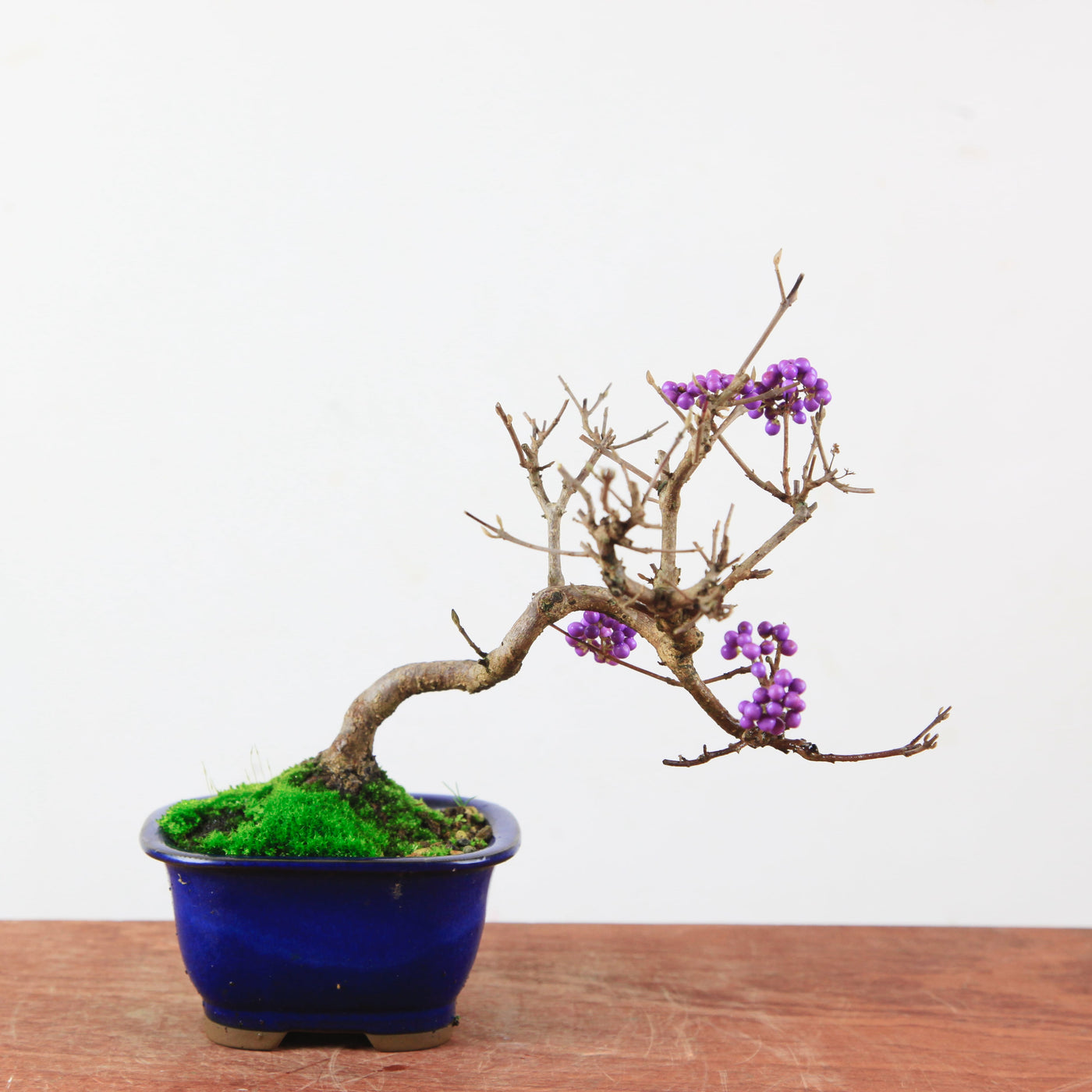 Bonsai Callicarpa Japonica