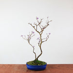 Bonsai Callicarpa Japonica