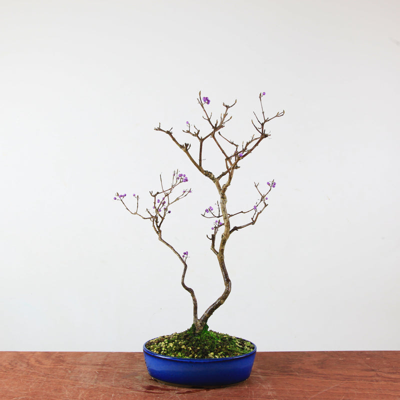 Bonsai Callicarpa Japonica