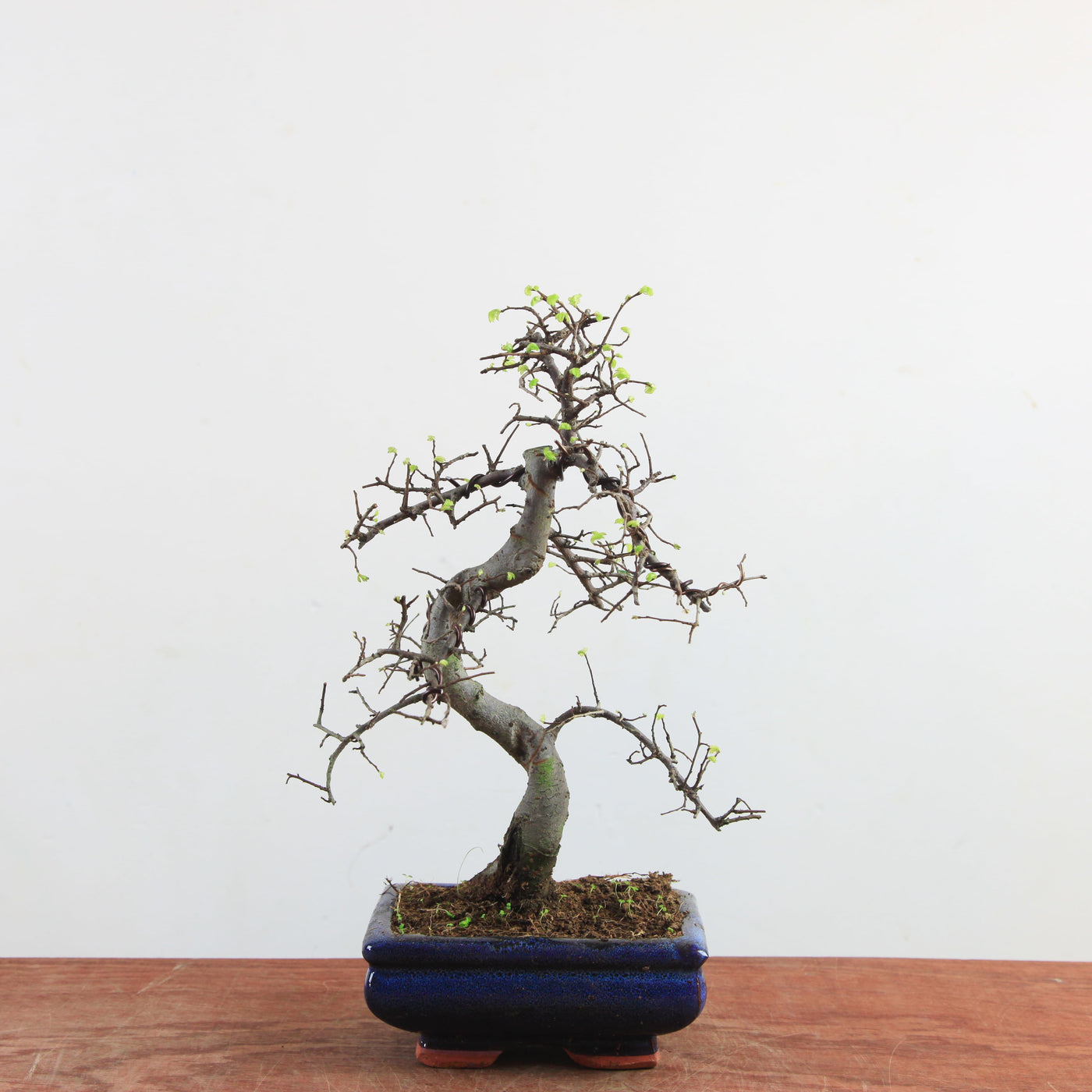 Bonsai Ulmus Parvifolia 'Chinese iep'