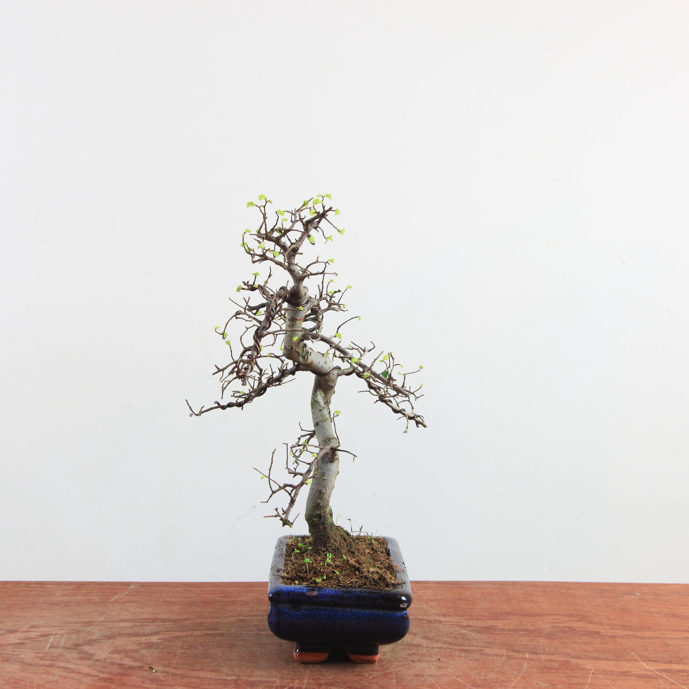 Bonsai Ulmus Parvifolia 'Chinese iep'