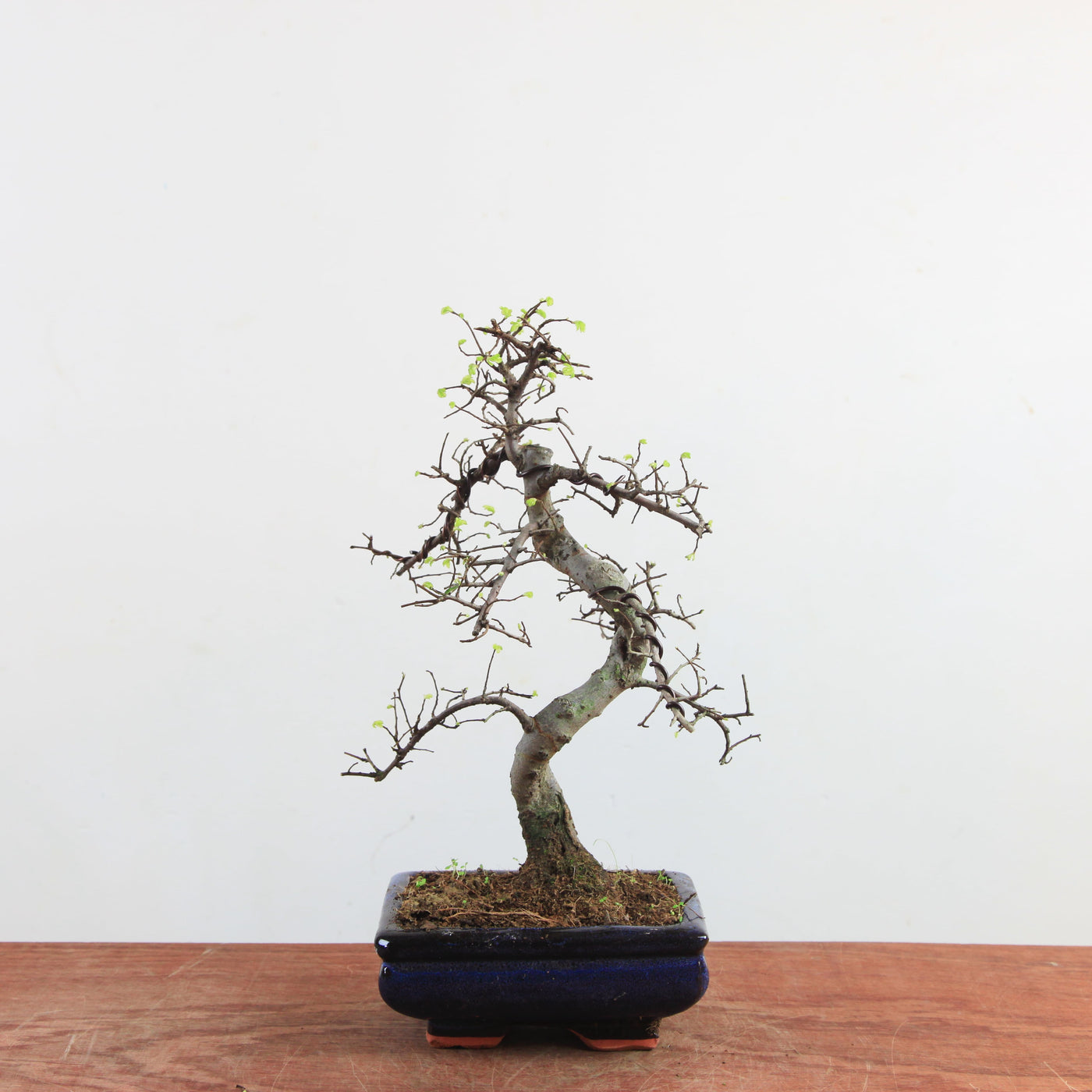 Bonsai Ulmus Parvifolia 'Chinese iep'
