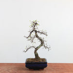 Bonsai Ulmus Parvifolia 'Chinese iep'