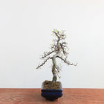 Bonsai Ulmus Parvifolia 'Chinese iep'