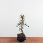 Bonsai Ulmus Parvifolia 'Chinese iep'