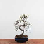 Bonsai Ulmus Parvifolia 'Chinese iep'