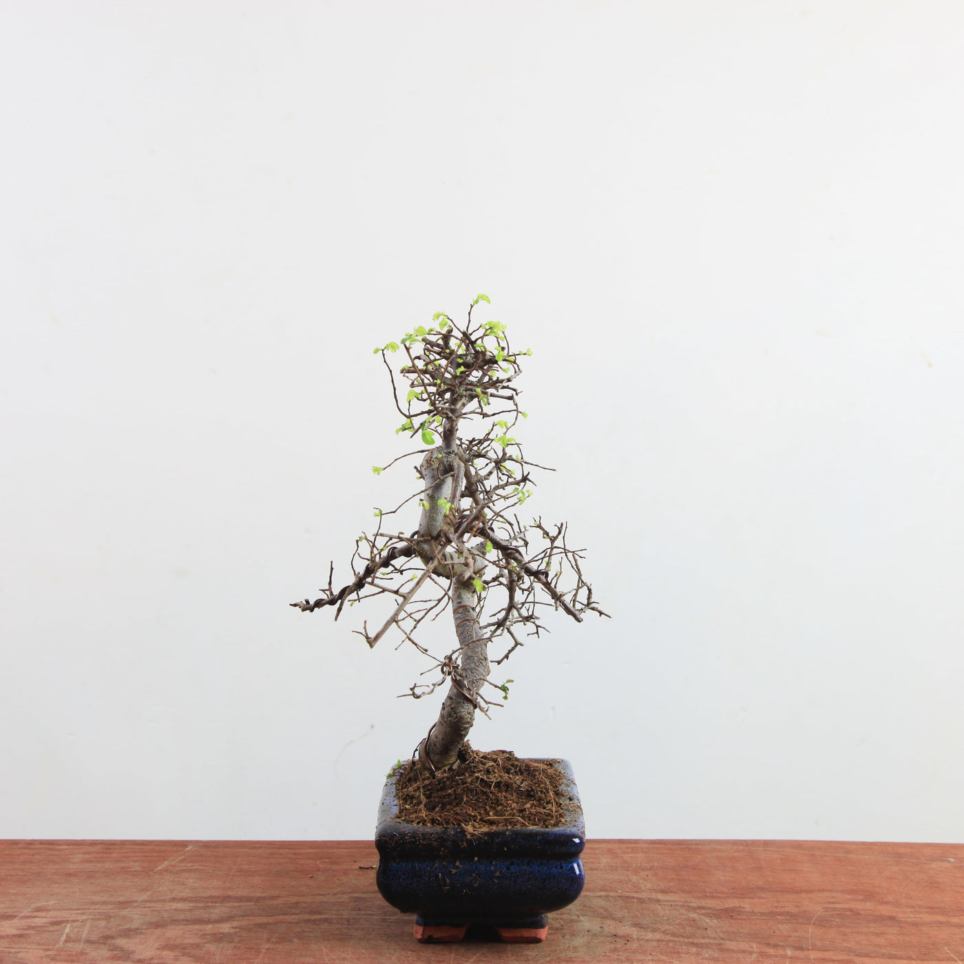 Bonsai Ulmus Parvifolia 'Chinese iep'