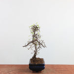 Bonsai Ulmus Parvifolia 'Chinese iep'