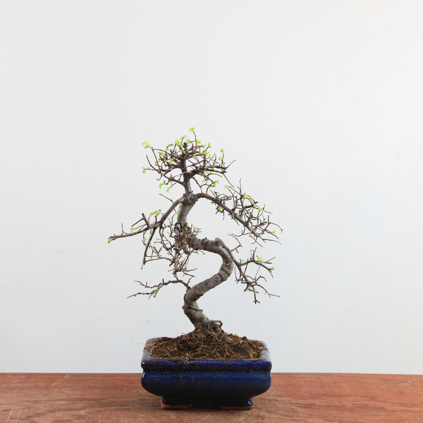 Bonsai Ulmus Parvifolia 'Chinese iep'