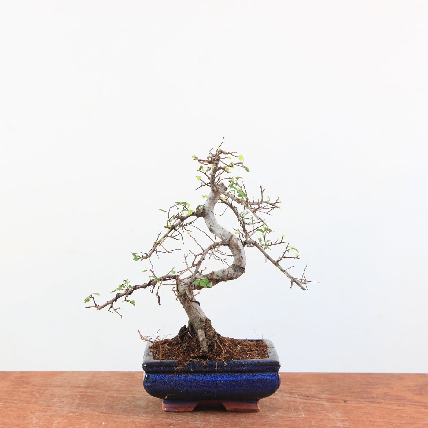 Bonsai Ulmus Parvifolia - Chinese Iep