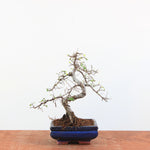 Bonsai Ulmus Parvifolia - Chinese Iep