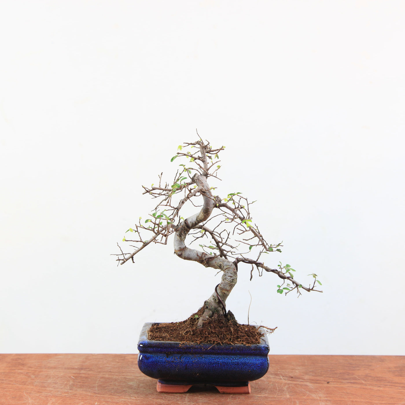 Bonsai Ulmus Parvifolia - Chinese Iep