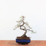 Bonsai Ulmus Parvifolia - Chinese Iep